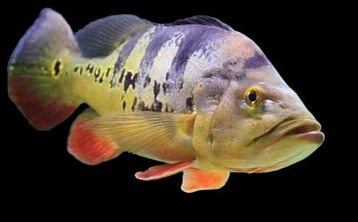 Tucanare Peacock Bass 8cm