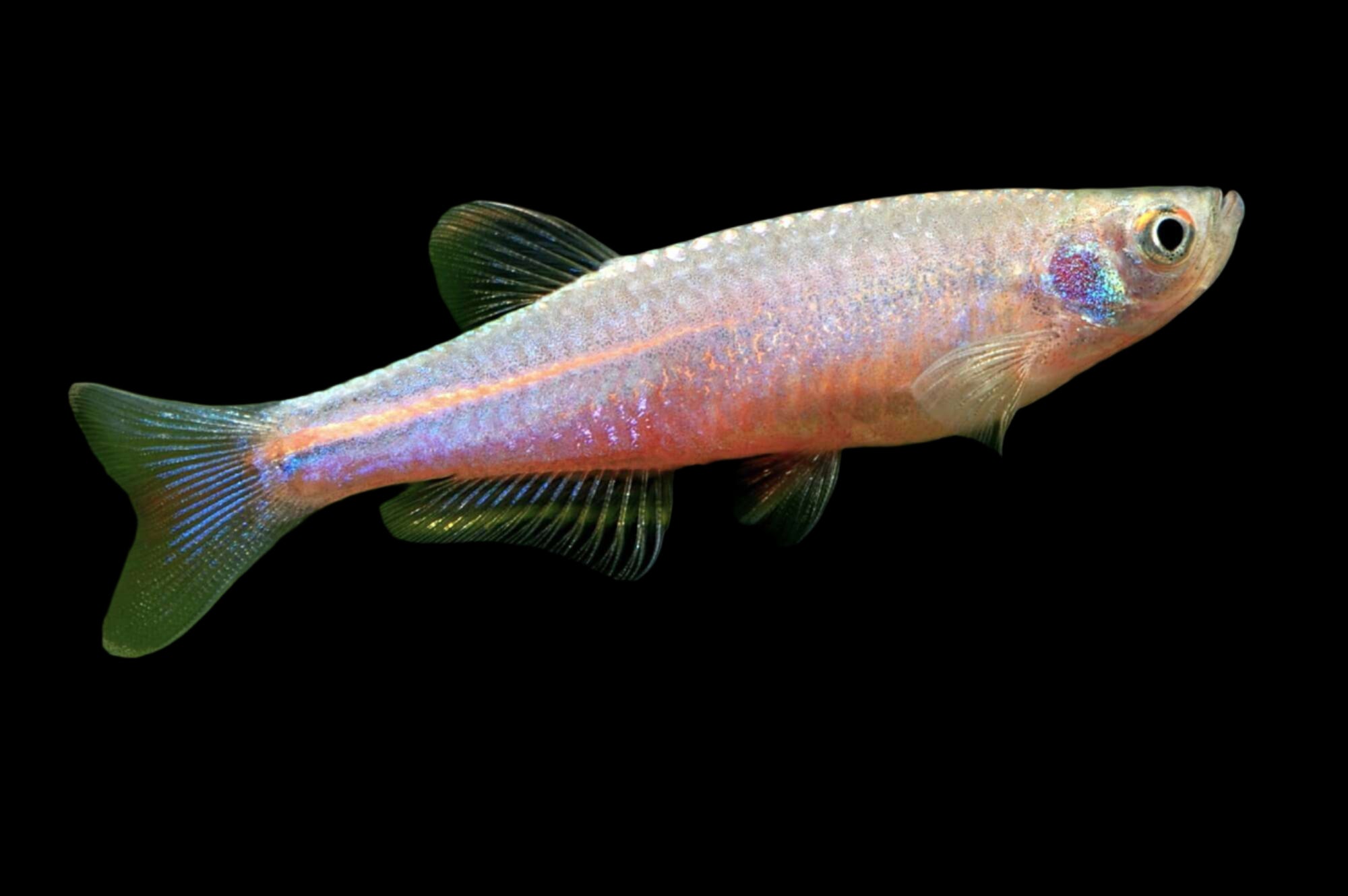 Pearl Danio 3cm