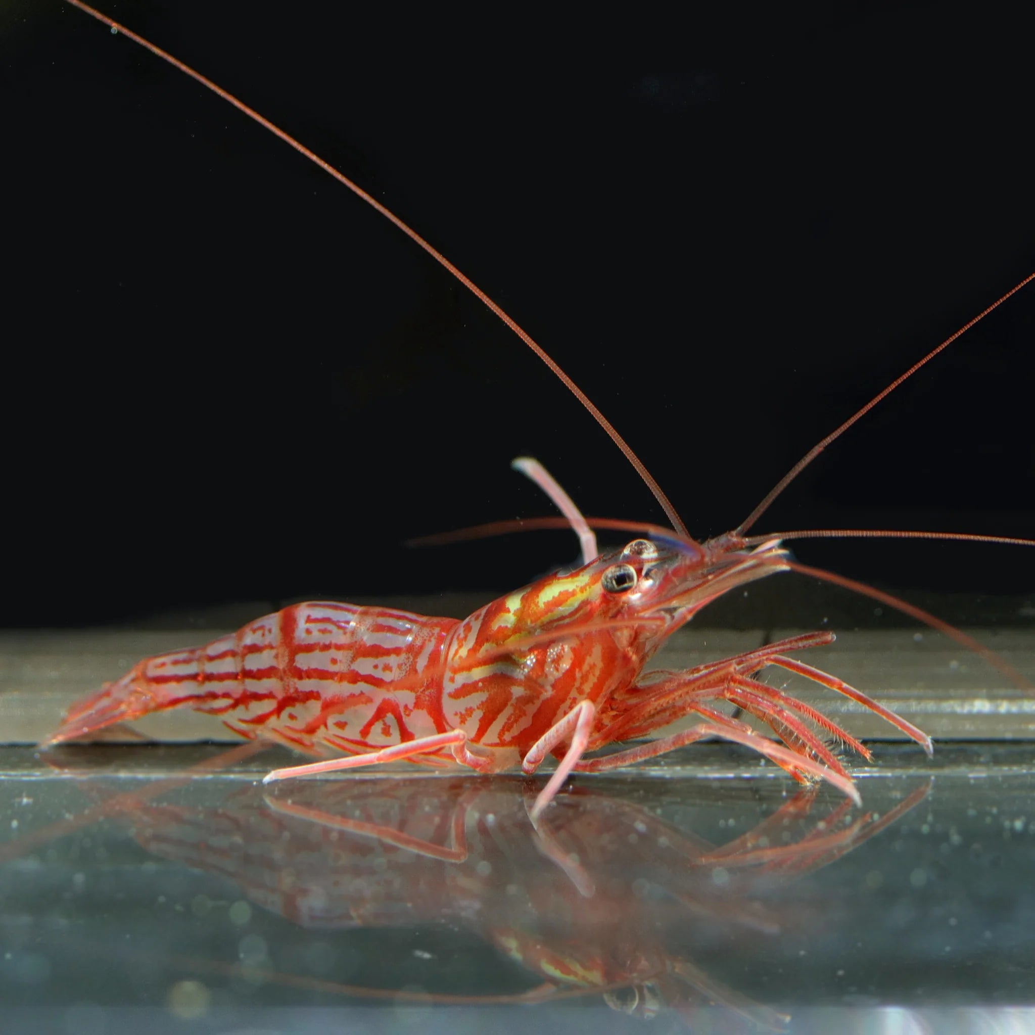 Peppermint Shrimp SML