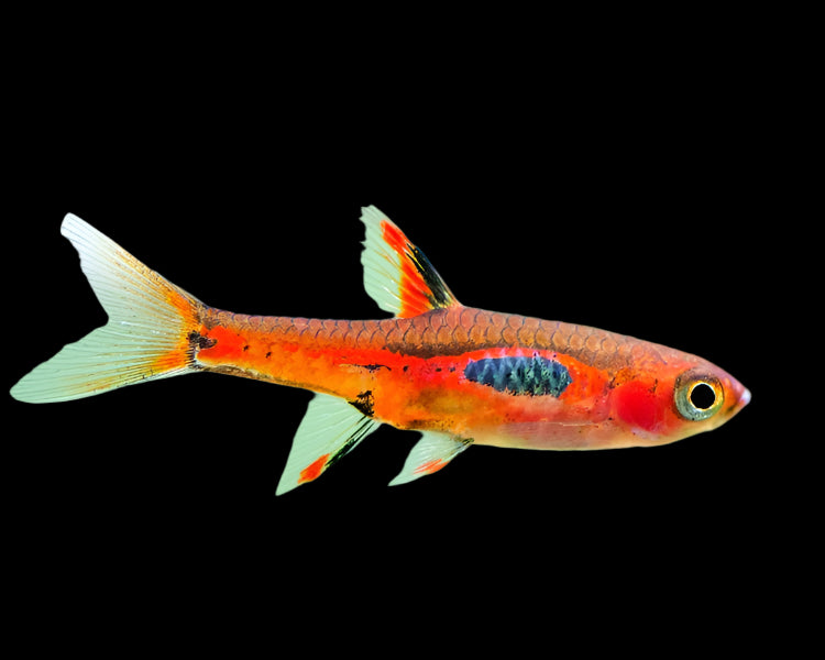 Phoenix Rasbora 1.5cm - Tropical Supplies North East