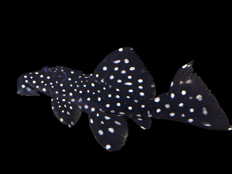 Galaxy Vampire Pleco L240 (L29) 8-10cm