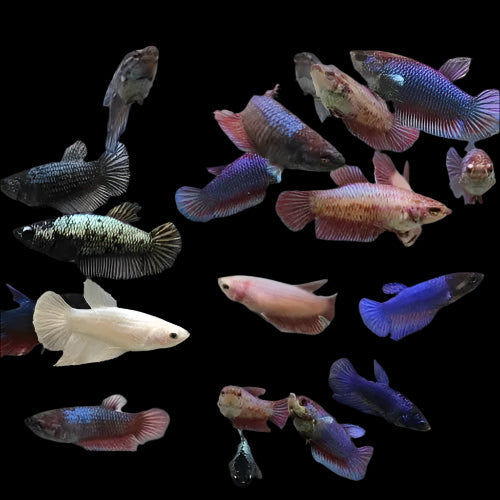 Assorted Female Betta 4cm