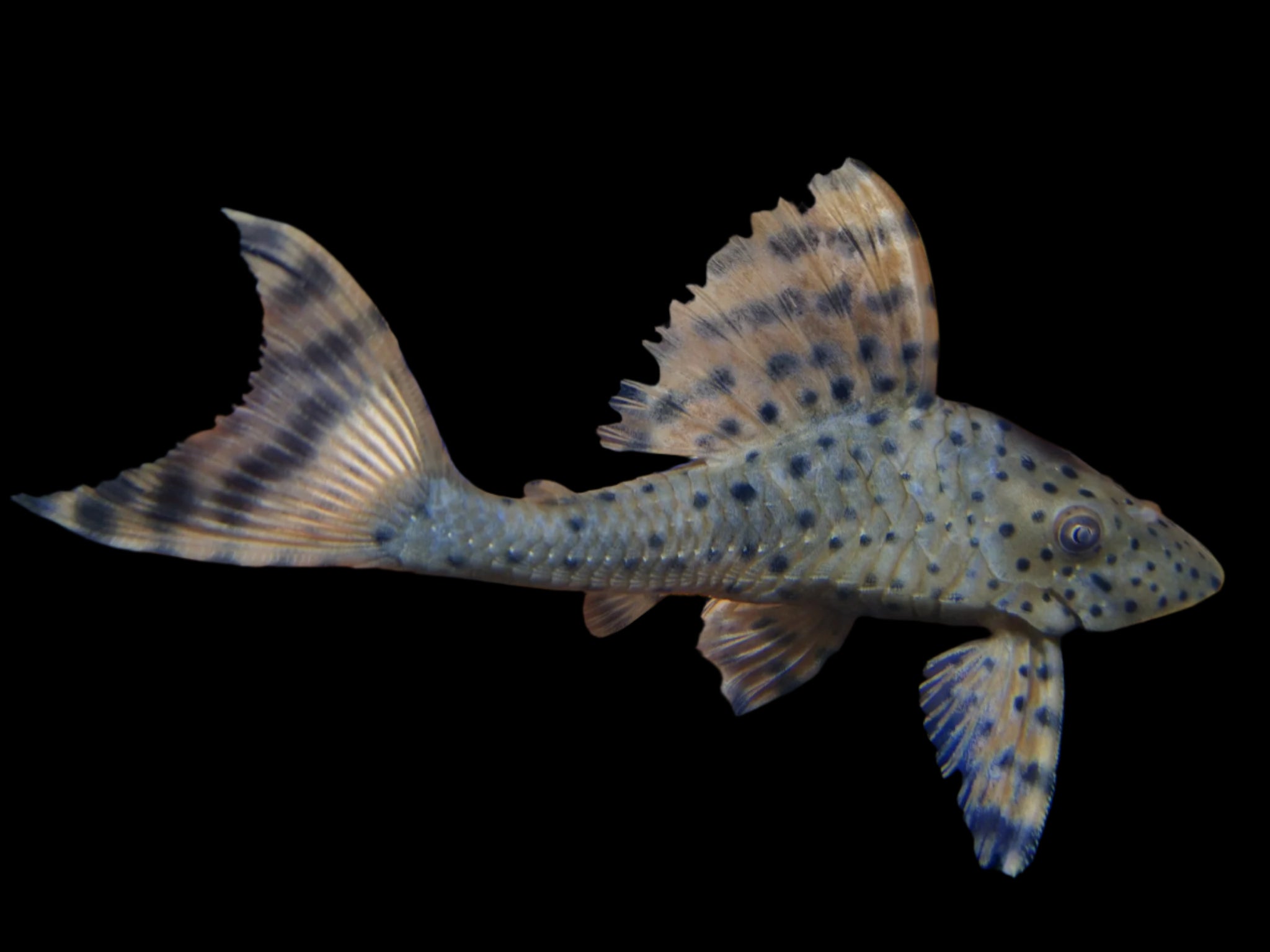 Spotted High Back L50 10cm - Tropical Supplies North East