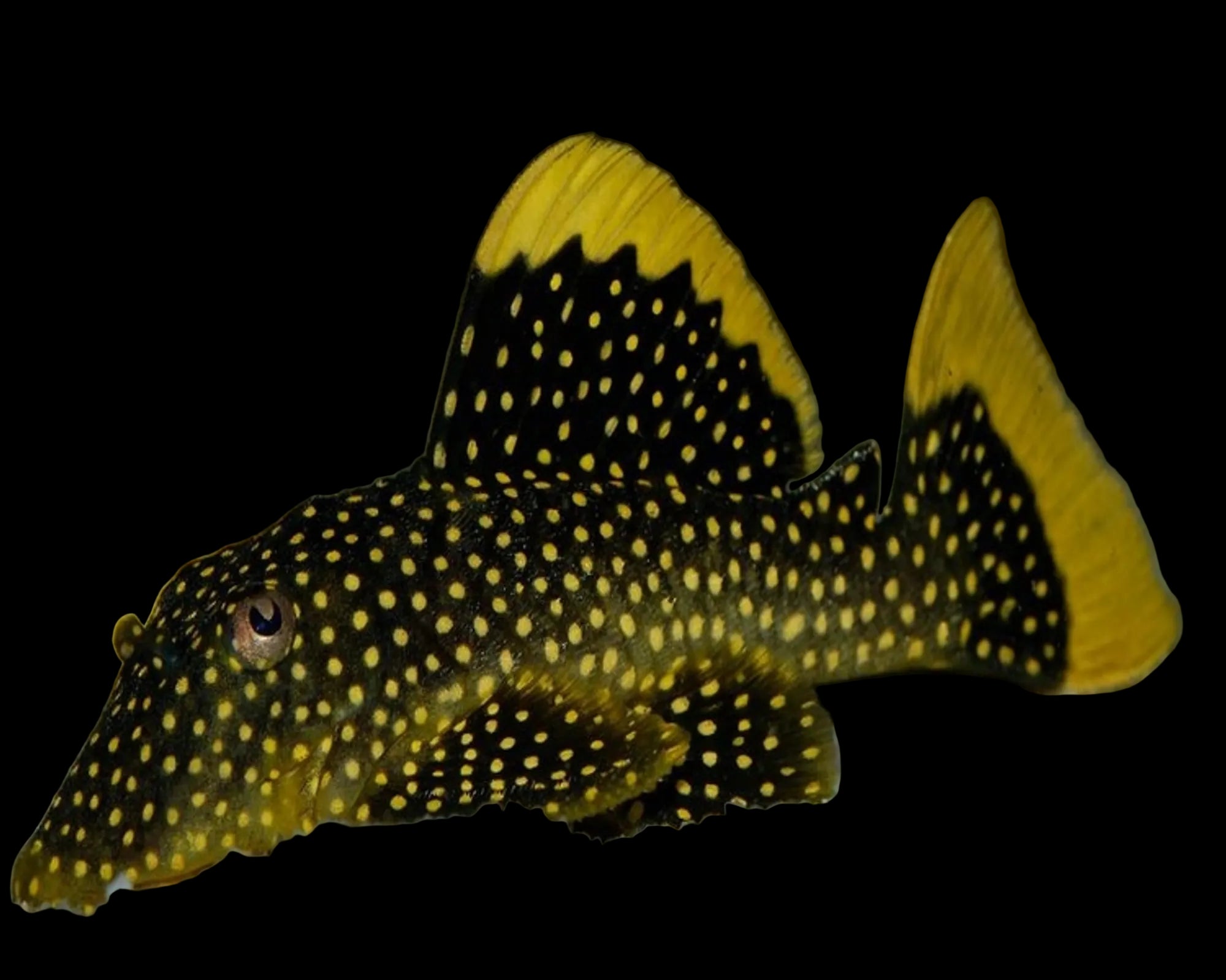 L81 Golden Nugget Pleco 7-8cm