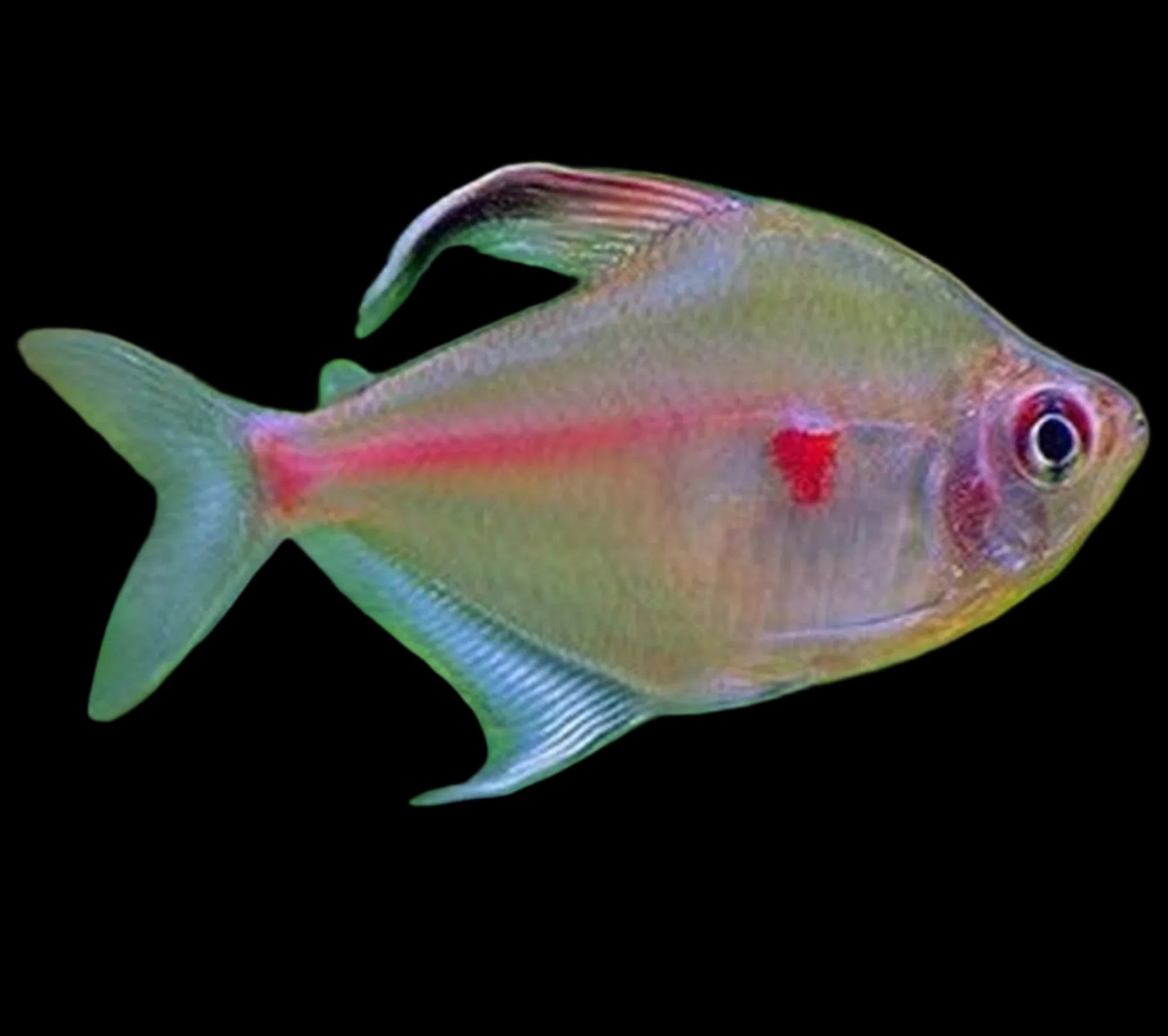 Bleeding Heart Tetra 3cm tetra fish