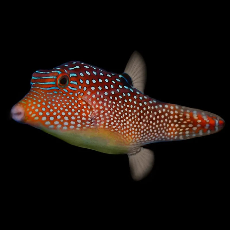 Jewel Puffer ME