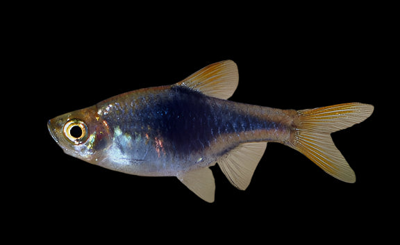 Purple Harlequin Rasbora 2-3cm