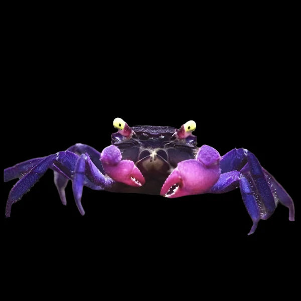 Purple Vampire Crabs 3cm - Tropical Supplies North East