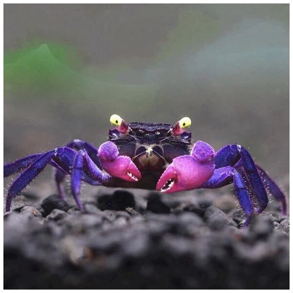 Purple Vampire Crabs 3cm - Tropical Supplies North East