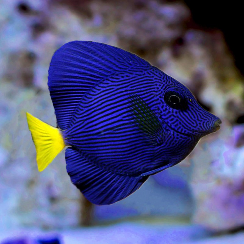Yellow Tail Purple Tang MED