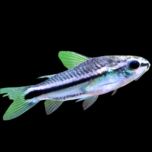 Pygmy Corydoras 1.5cm