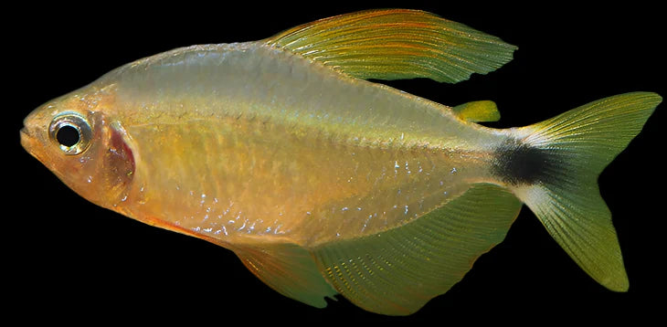 Raccoon Tetra 3cm tetra fish