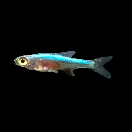 Neon Blue Rasbora 0.8cm - Tropical Supplies North East