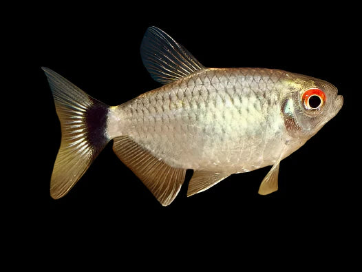Red Eye Tetra 4cm - Tropical Supplies North East