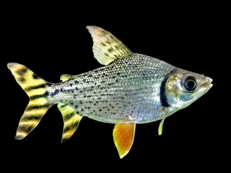 Red Fin Flagtail 6-7cm