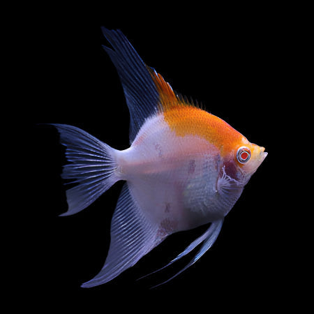Albino Koi Red Cap Angelfish 7cm - Tropical Supplies North East
