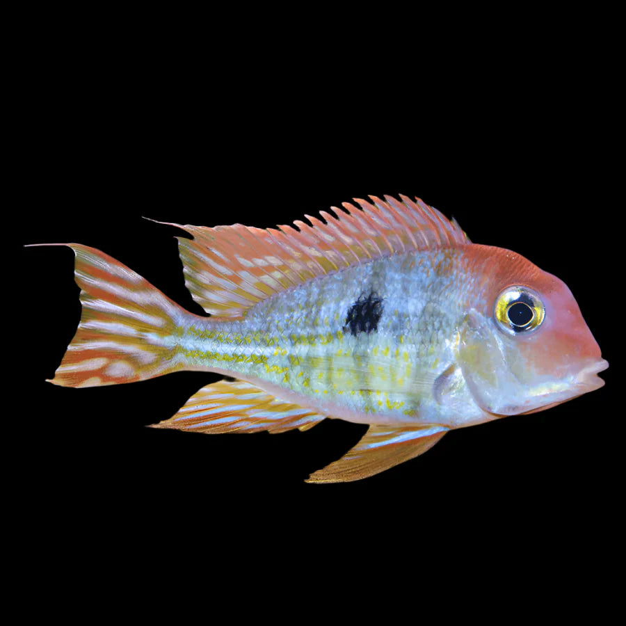 Geophagus Tapajo Red Head 6-7cm south america