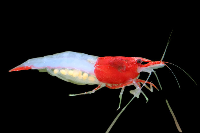 Red Rili Shrimp 2cm