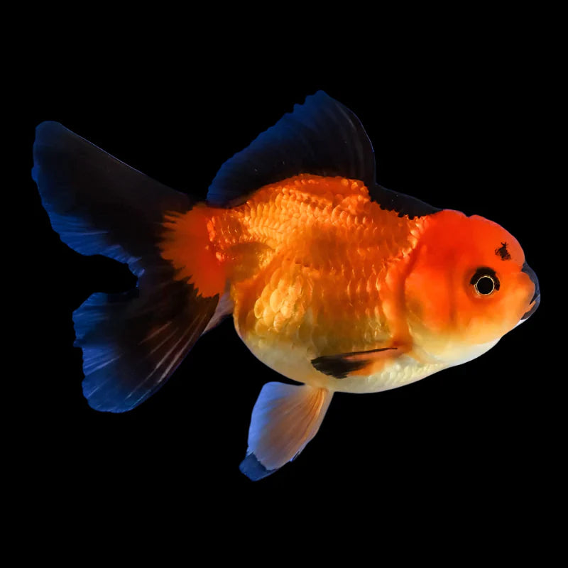 Red & Black Oranda 3’’ fancy