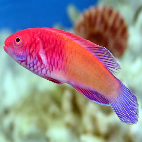 Red Fairy Dwarf Parrot LRG
