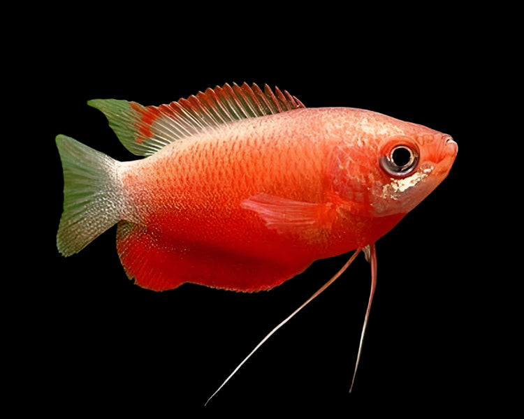 Red Robin Gourami 5-6cm