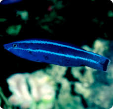 Red Sea Cleaner Wrasse MED