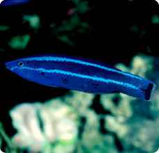Red Sea Cleaner Wrasse MED