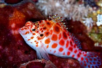 Red Spotted Hawkfish MED