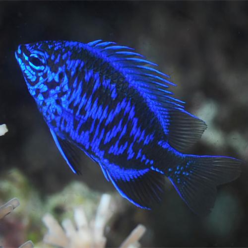 Royal Blue Damsel MED