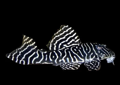 King Royal Pleco L333 10cm - Tropical Supplies North East