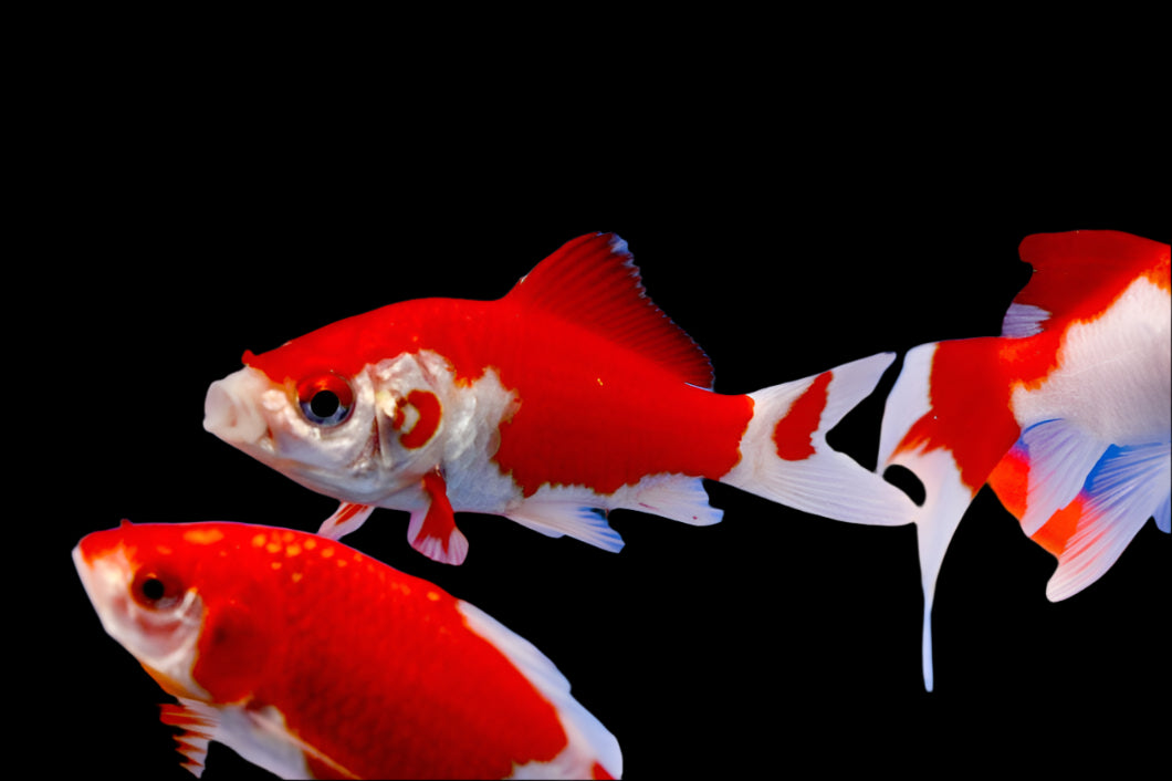 Sarasa Comet 7-8cm - Tropical Supplies North East
