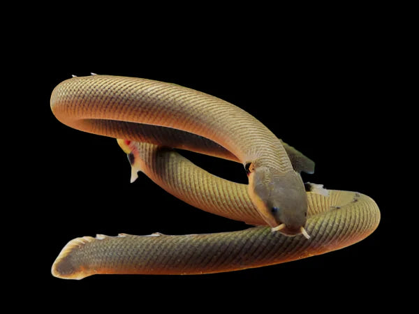 Reed Fish 25-30cm - Tropical Supplies North East