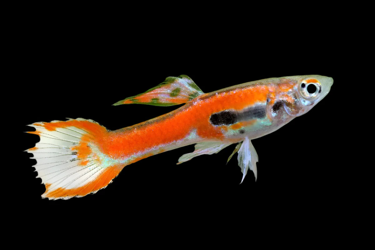 Red Endlers Guppy 2.5cm - Tropical Supplies North East
