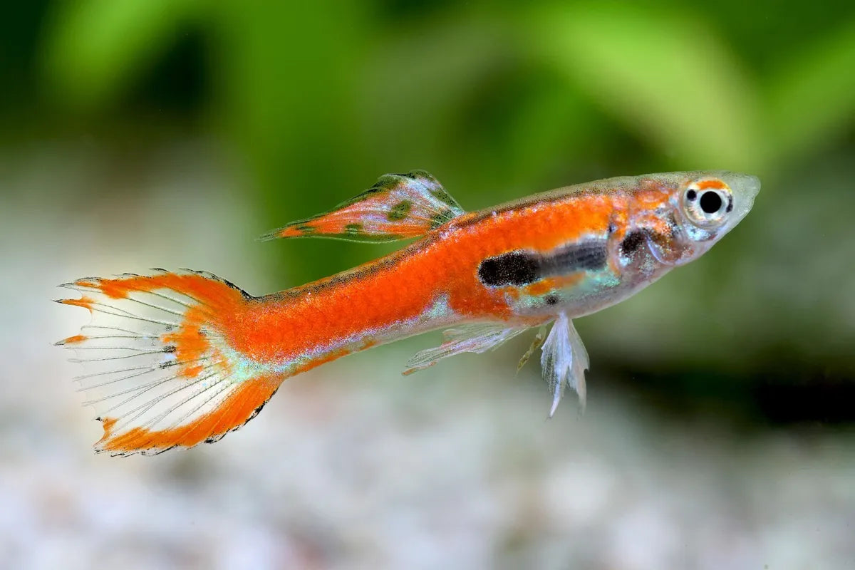 Red Endlers Guppy 2.5cm - Tropical Supplies North East
