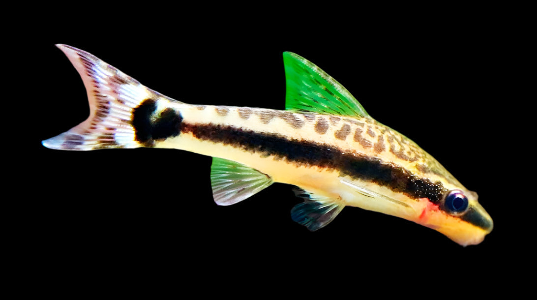 Otocinclus Affinis 4cm