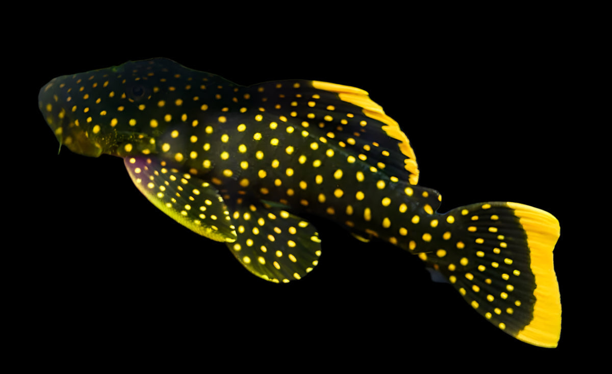 Queen Golden Nugget L177 4-5"