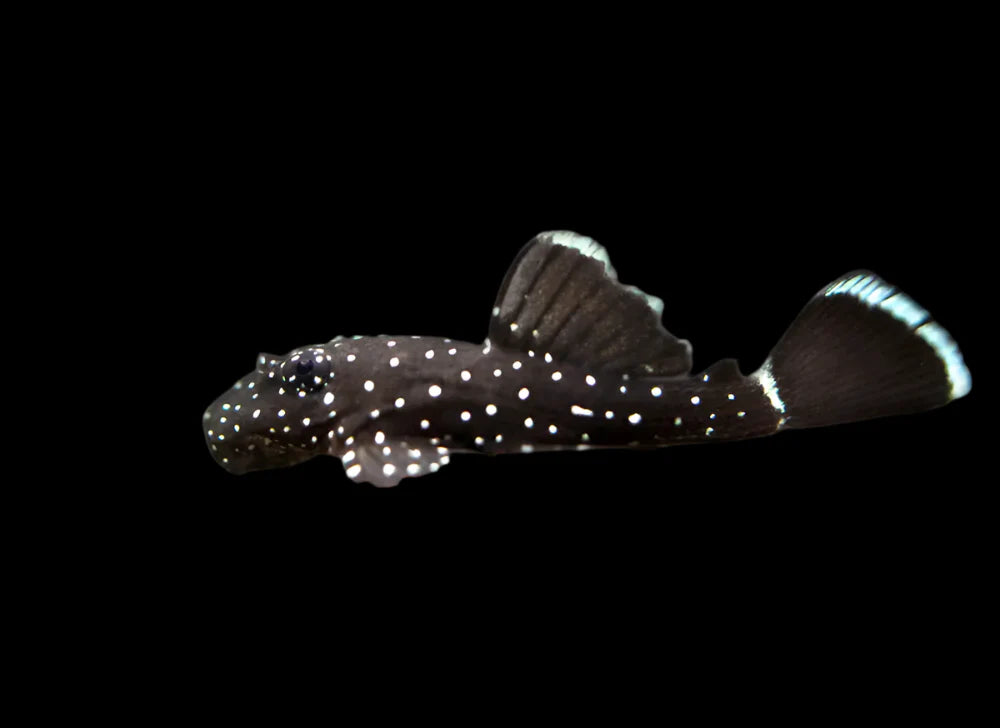 Starlight Bristlenose L183 3-4cm lnumber