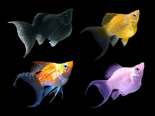 Assorted Balloon Molly 3.5cm - Tropical Supplies North East