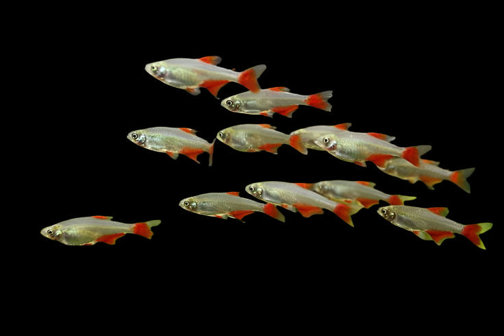Bloodfin Tetra 2cm - Tropical Supplies North East