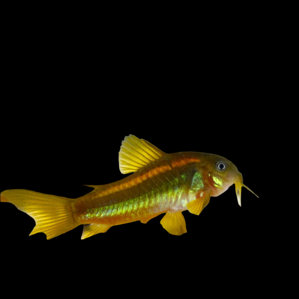 Corydoras Orange Laser 3-4cm