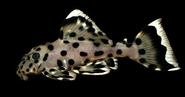 Sultan Pleco 9-10cm - Tropical Supplies North East