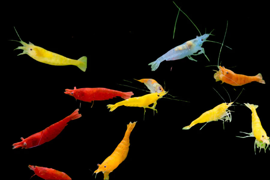 Assorted Cherry Shrimp 2cm shrimp