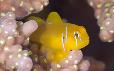 Saffron Goby - West Ind Ocean LRG