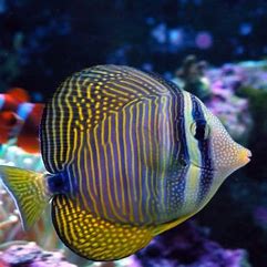 Sailfin Tang - West Ind Ocean MED