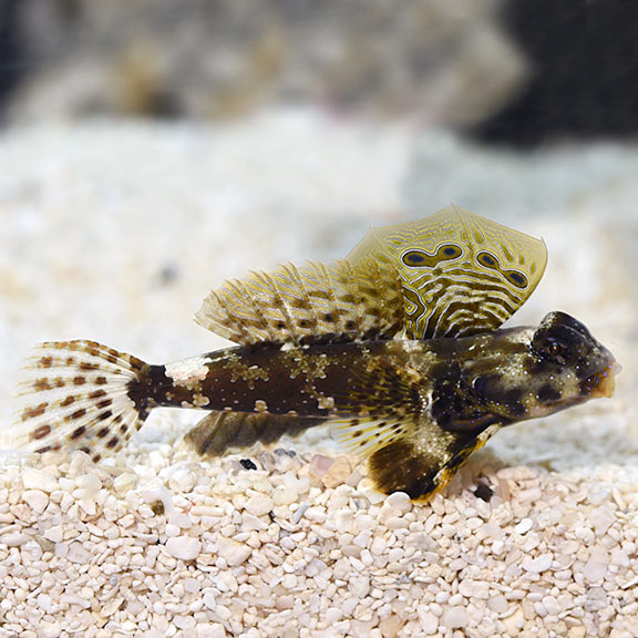 Scooter Blenny MED