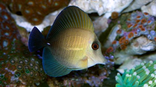 Sailfin Tang - Brown MED
