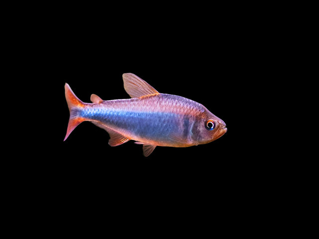 Blueberry Tetra 3cm