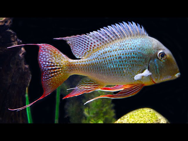 Geophagus Alitfrons Xingu 6-8cm