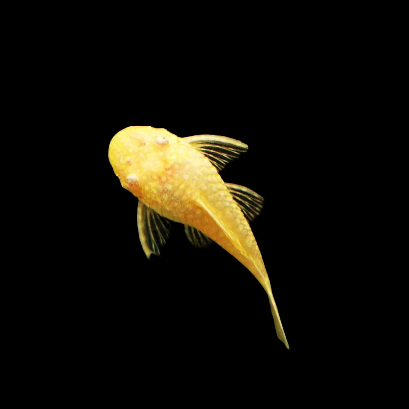 Albino Short Fin Bristlenose 4-5cm