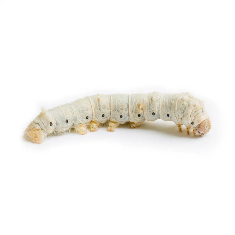 Live Silkworm Pre Pack